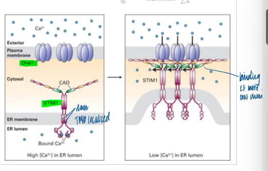 <p>ca2+ released to the cytosol is rapidly pumped out of the cytosol by calcium ATPase pumps and anti-porters </p><ol><li><p>when Er Ca2+ decreases, STIM1 oligomerizes and activates Orai1, allowing rapid influx of Ca2+ into cytosol, near ER </p></li><li><p>once in the cytosol, ER Ca2+-store pumps rapidly move Ca2+ back into the ER lumen </p></li></ol><p></p>