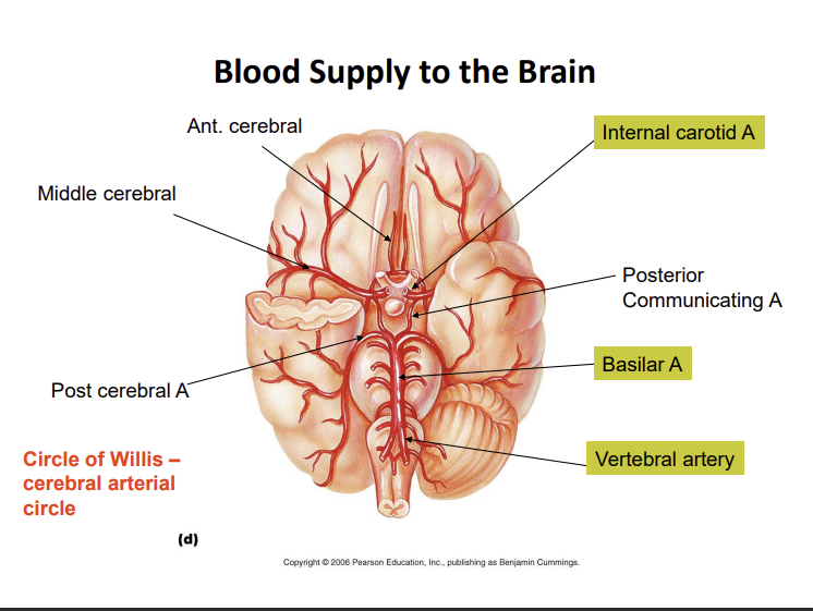 <p>anterior middle and posterior cerebral artery</p><p>internal carotid</p><p>vertebral supplies the basilar artery </p><p>posterior communicating artery</p>