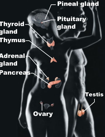<p>Endocrine</p>