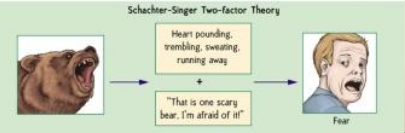 <p>This theory suggests that the emotions we feel depend on two things</p><ul><li><p>our internal physical state</p></li><li><p>the external situation we find ourselves in.</p></li></ul><p></p>