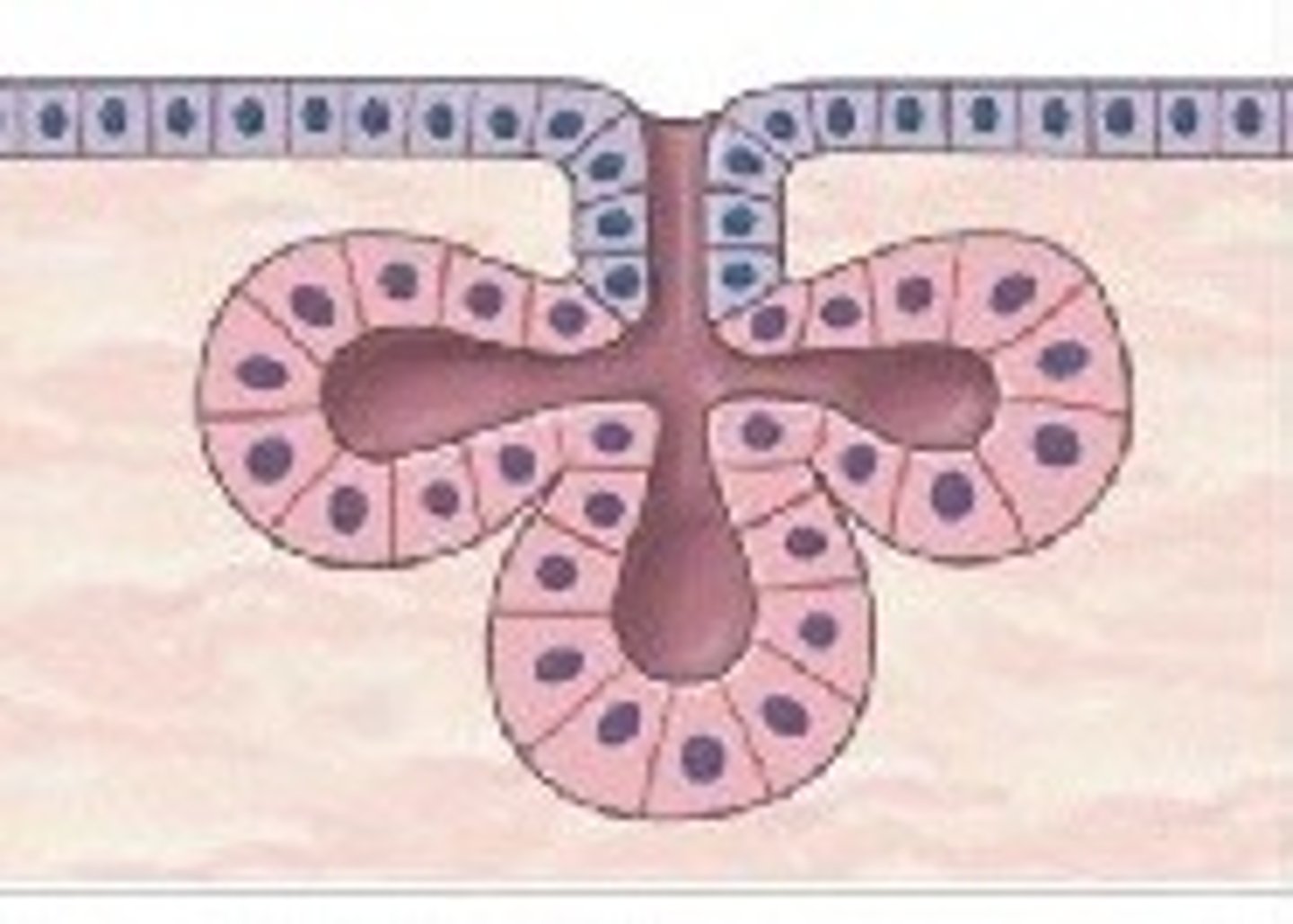 <p>Branched rounded secretory portion; Found in sebaceous (oil) glands.</p>