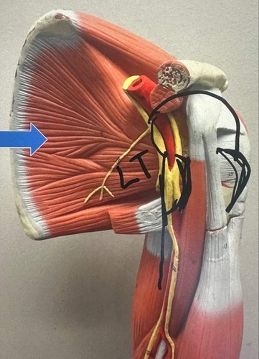 <p>What are the (3) attachments of the Subscapularis?</p>