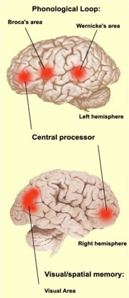 <p>There are 3 systems:</p><p>Central processor: Coordinates 2 subsystems and commands what is processed, in frontal lobe.</p><p>Phonological loop: Acoustic and linguistic memory (sound and language), resides in temporal lobes of L hemisphere and activated by the central processor in the left hemisphere.</p><p>Visual/spatial loop: Visual and spatial information (reading a map), activated by central processor in R hemisphere and resides in R hemisphere in visual area. </p>