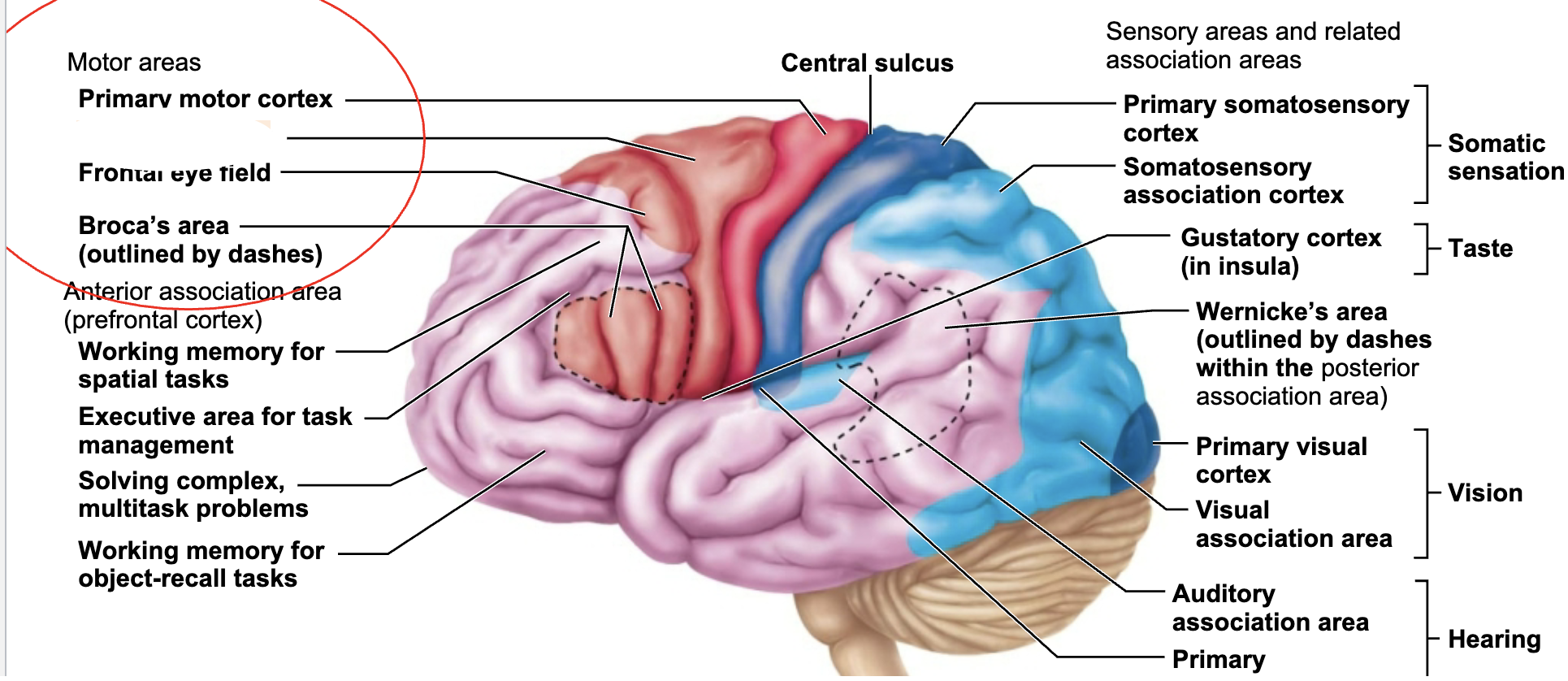 <p>What is this brain regions name and function?</p>