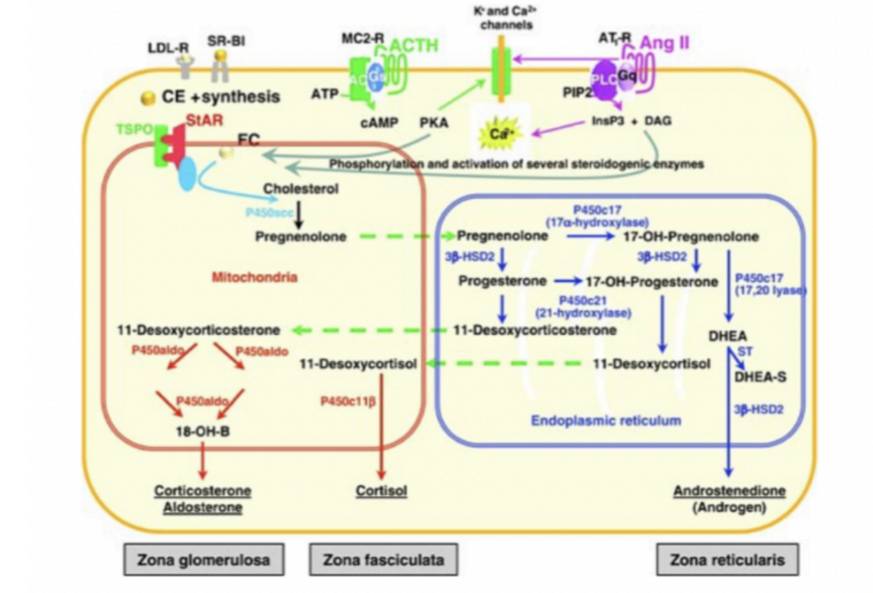 <ol><li><p>Detta sker i <strong>zona glomerulosa </strong>och <strong>fasiculata</strong>. </p></li><li><p>Kolesterol i mitokondrien omvandlas till pregnenolon mha <strong>CYP11A1</strong> som katalyserar reaktionen → <strong>klyver av sidokedjan</strong> på kolesterol. </p></li><li><p>Pregnenolon är ett substrat för andra hormoner.</p></li><li><p>Det omvandlas till <strong>androstendion</strong> eller <strong>progesteron</strong> i ER. </p></li></ol>