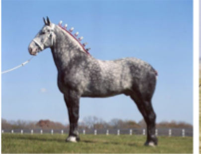 <p>What breed is this?</p>