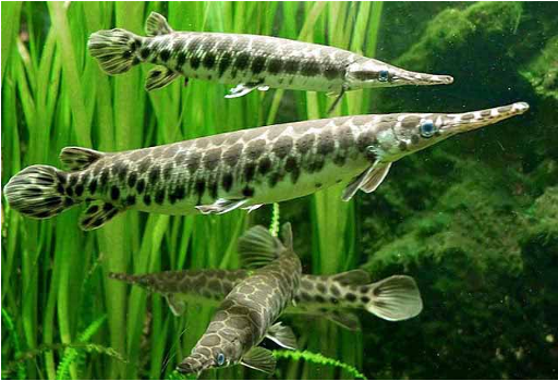 <ul><li><p><em><u>Order</u></em>: Lepisosteiformes</p></li><li><p><em><u>Family</u></em>: Lepisosteidae</p></li><li><p><strong>jaws long and beaklike</strong></p></li></ul><p></p>