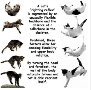 <p>kat komt altijd op pootjes terecht </p>