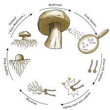<p>can w/ mitosis, windblown reproductive cells grow iin suitable environment</p>