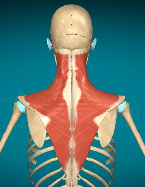 <p>What does the Trapezius do?</p>