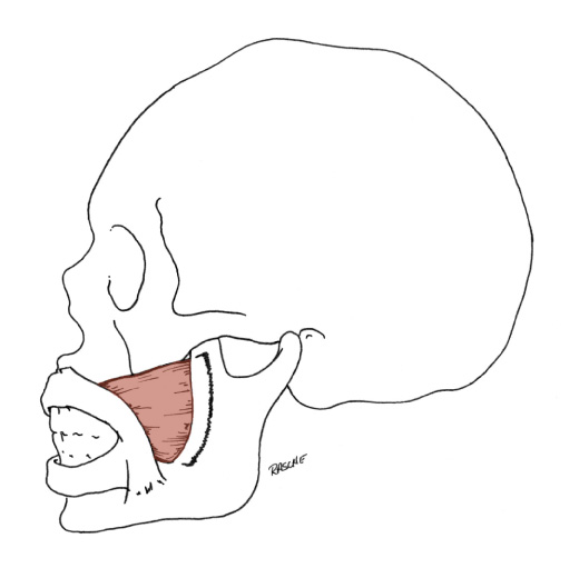 <p>Origin: Pterygomandibular raphe, Mandible, and the Maxilla lateral to the molar teeth</p><p>Insertion: Angle of mouth and the lateral portion of the upper and lower lips</p><p>Action: Pulls the corner of mouth laterally; presses the cheek against the teeth</p>