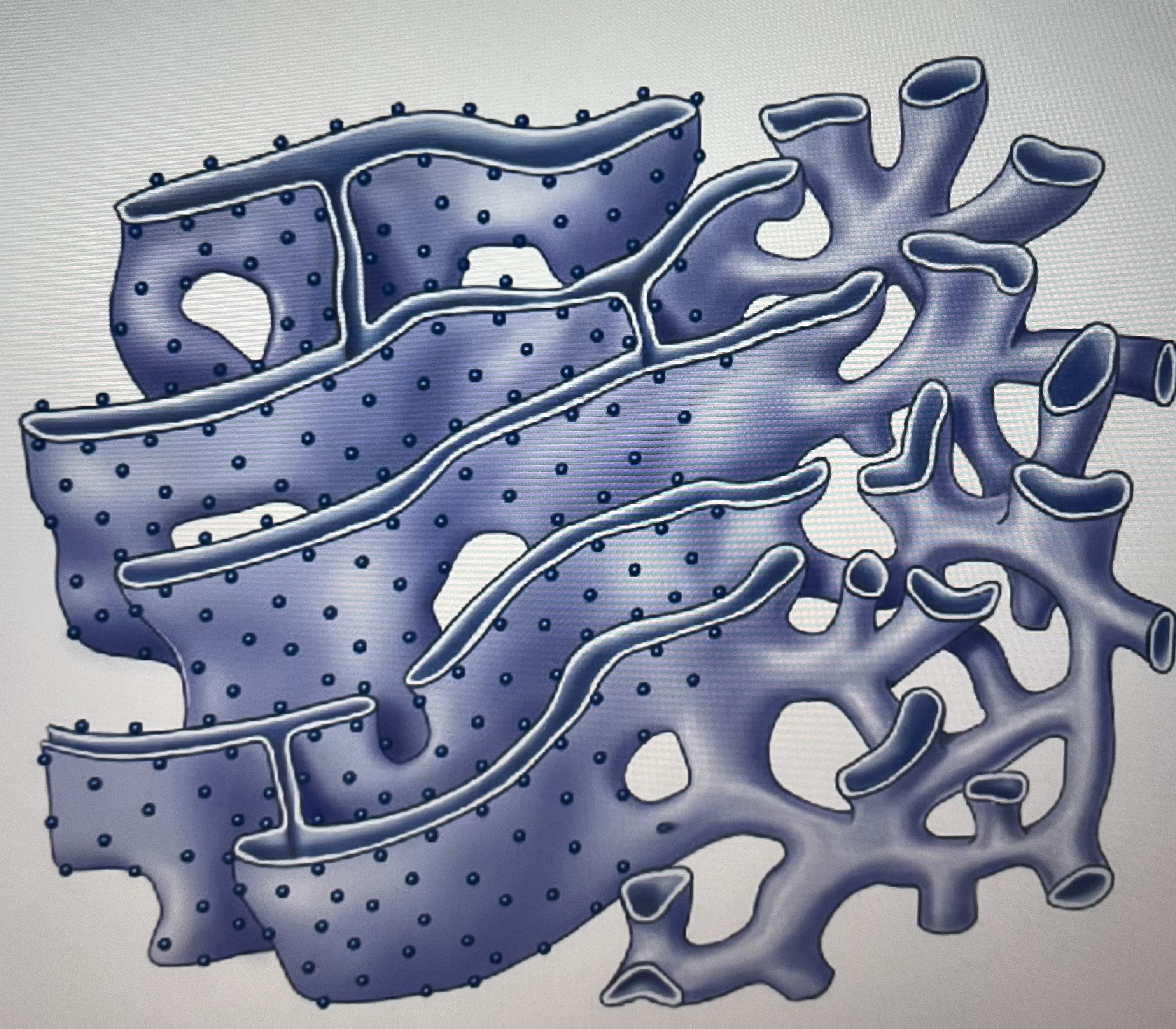 In the figure above, what is the function of the dots that partially cover the surface of this organelle 