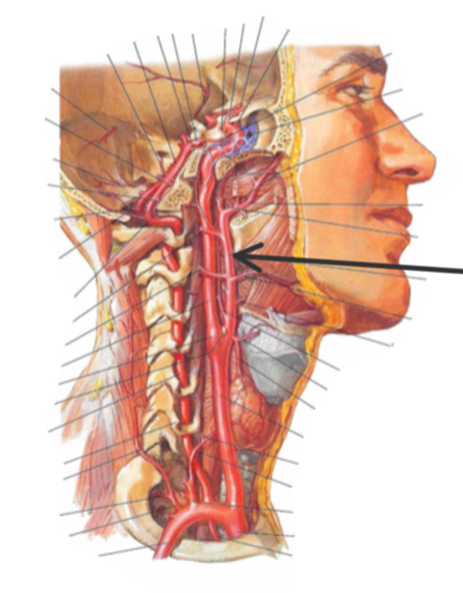 <p>identify the structure(s) indicated by the arrow</p>