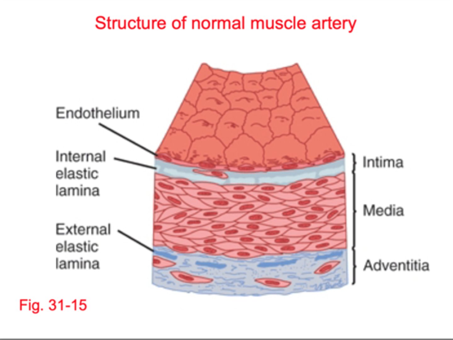 <p>1) intima (inner most layer)</p><p>2) media (middle layer)</p><p>3) adventitia (outer)</p>