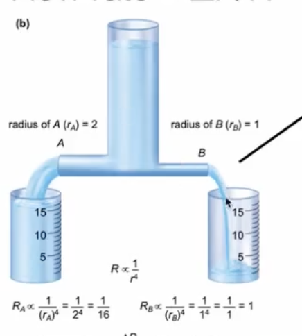 <p>in addition to size of the vessels, what else do we need to account for?</p>