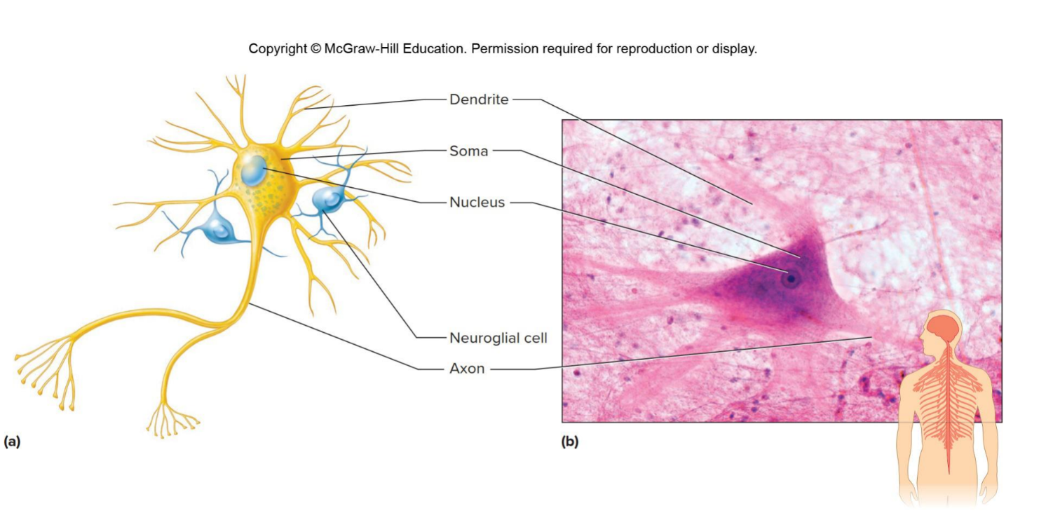 <p>Which muscle tissue is this </p>