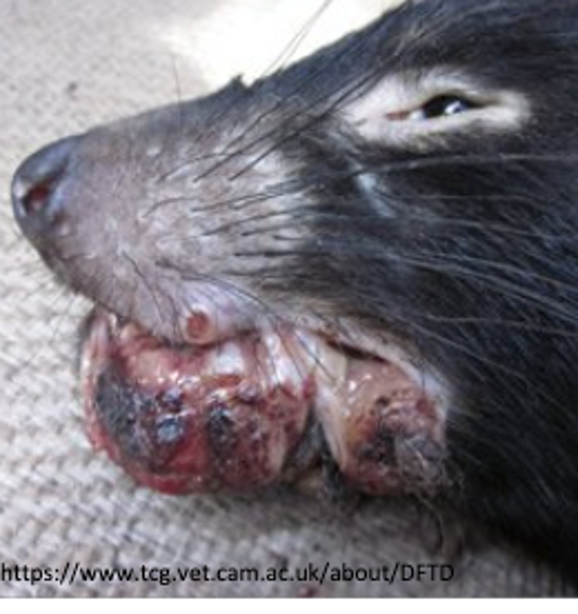 <p>What kind of round cell tumor is this?</p>