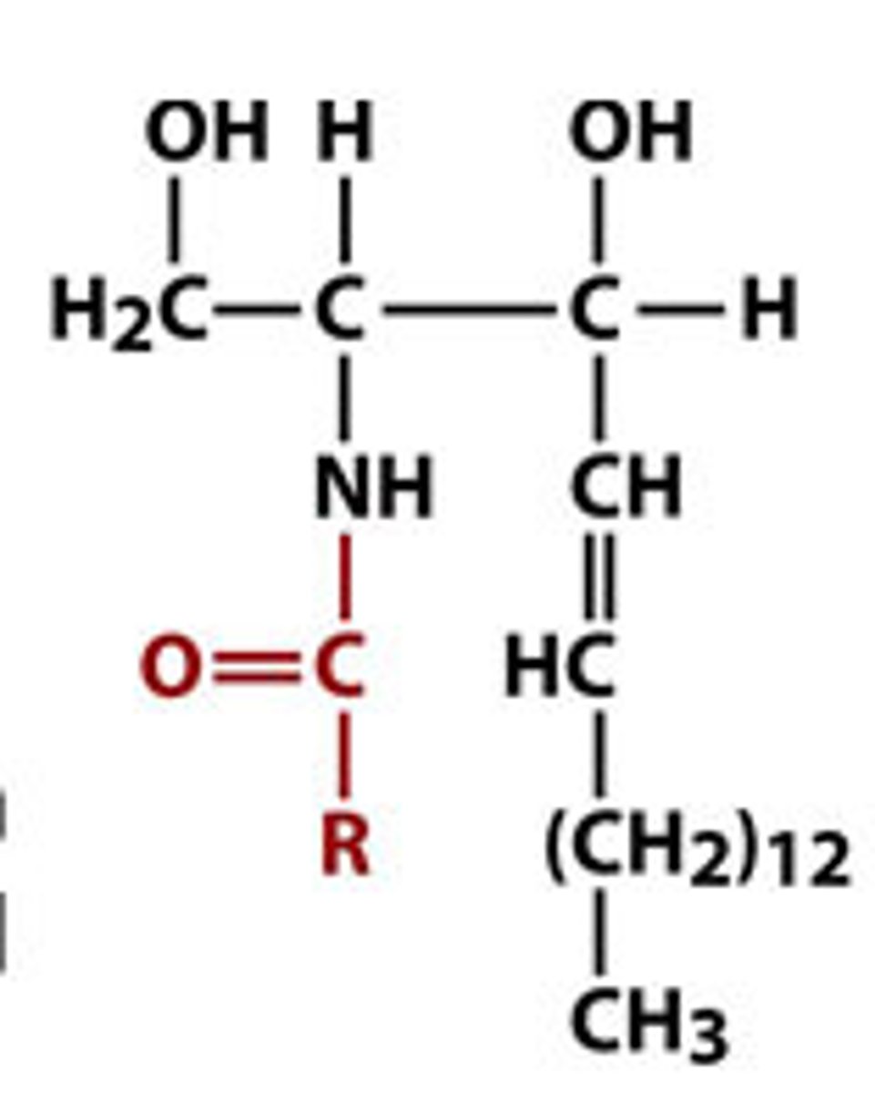 <p>made from adding an amide to a sphingolipid</p>