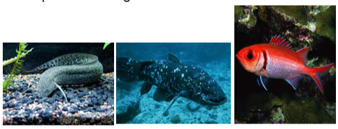 <ul><li><p><strong>Actinopterygii</strong> – ray-finned fishes</p></li><li><p><strong>Actinistia</strong> – lobe-finned fishes (coelacanths)</p></li><li><p><strong>Dipnoi</strong> – lungfishes</p></li></ul><p></p>