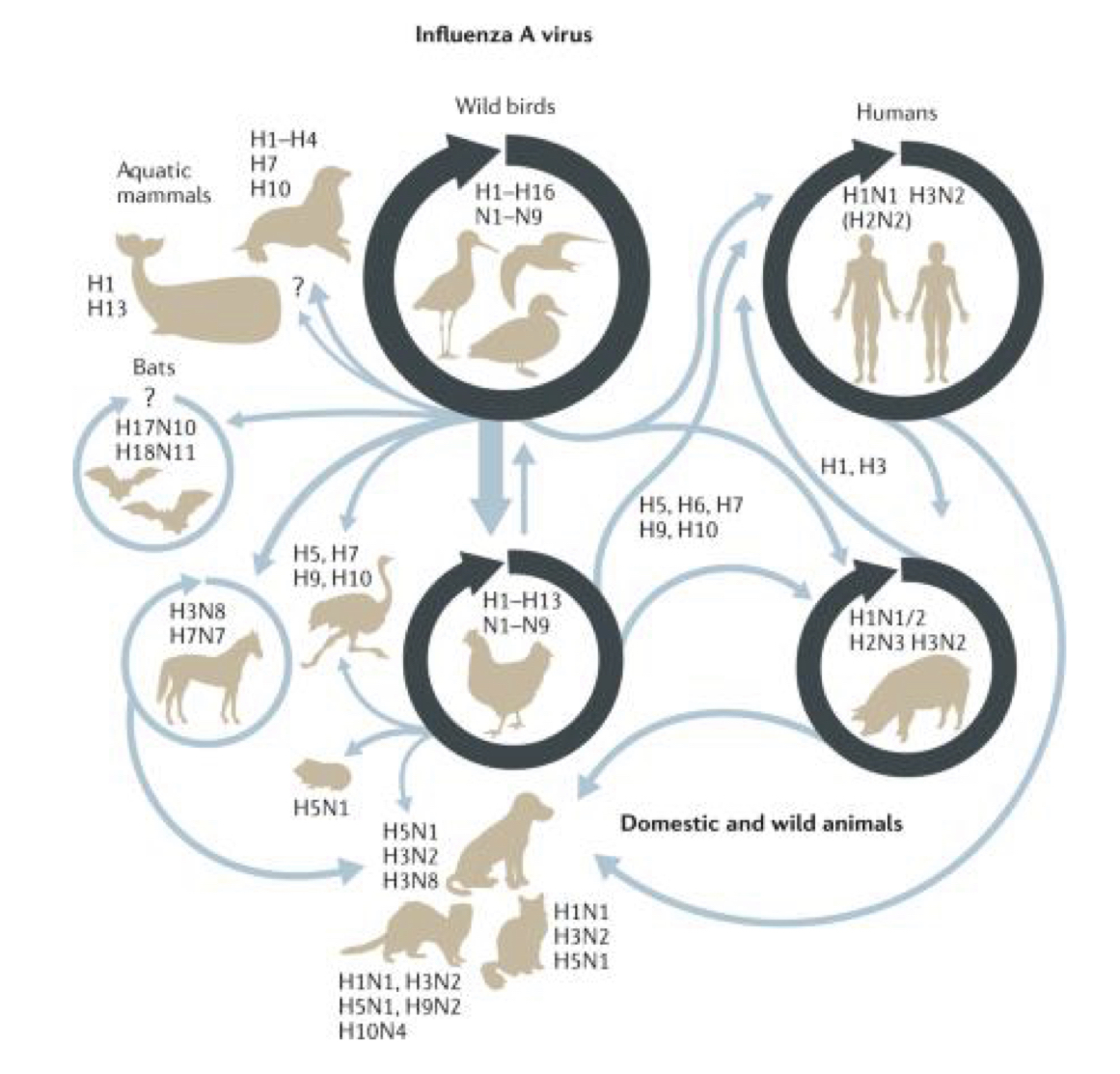 <p>Cross species transmission exists, but not between ALL animals </p>