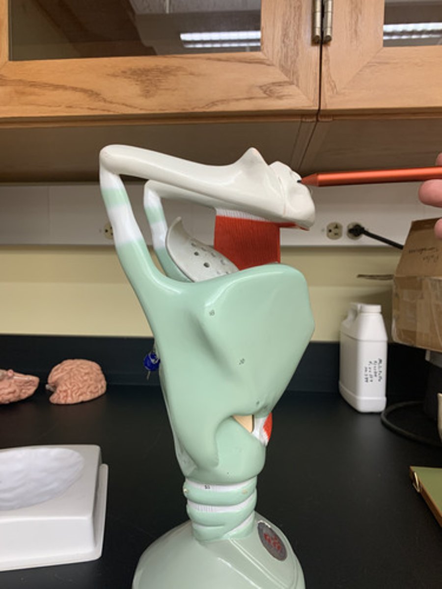 <p>a U-shaped bone in the neck that supports the tongue.</p>