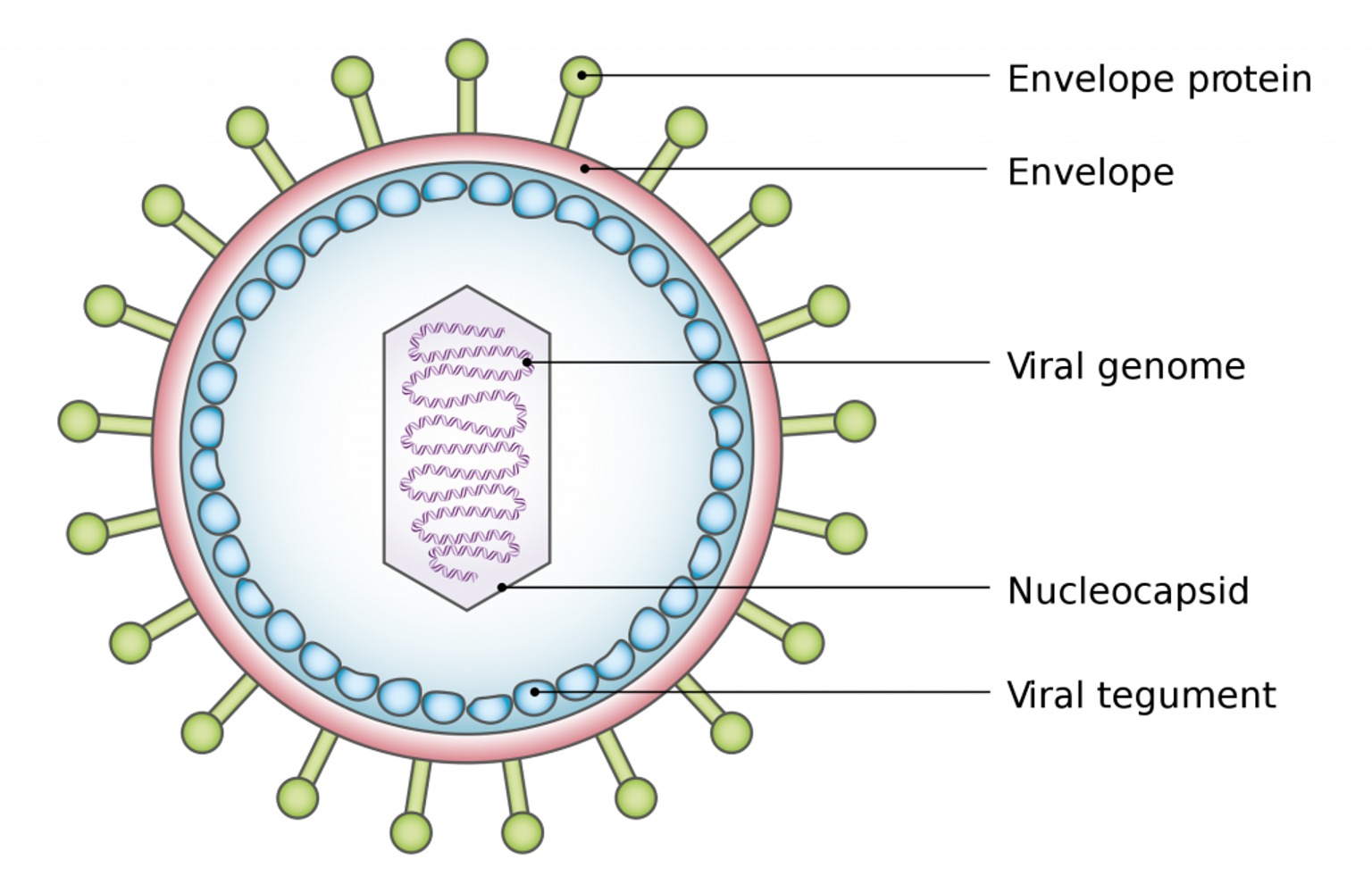 <p><u>Viral Infection</u></p><p>Basic structure is the ______ (nucleic acid surrounded by the capsid).</p><p>Classified by the nucleic acid in the ______ (ribonucleic acid [RNA] or deoxyribonucleic acid [DNA]), whether it is single stranded (ss) or double stranded (ds), and whether it uses the enzyme reverse transcriptase for replication.</p><p></p>