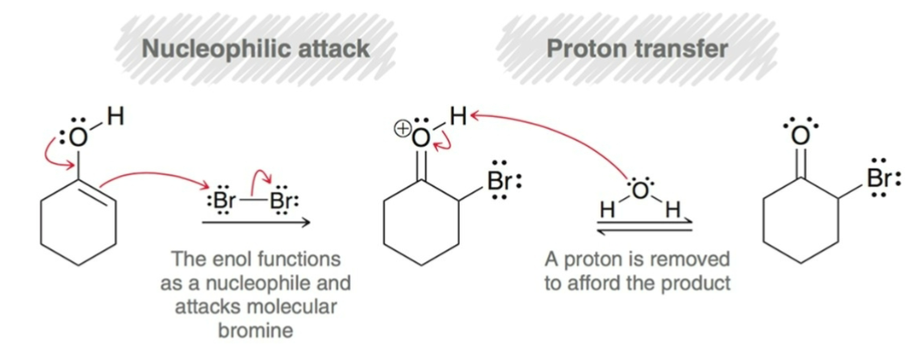 <p>Halogenation:</p><ol><li><p><strong>Nucleophilic Attack: </strong>enol functions as a nucleophile and attacks molecular halogen.</p></li><li><p><strong>Proton Transfer: </strong>a proton is removed to afford the product.</p></li></ol><p></p>