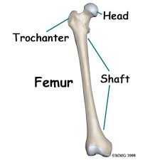 <p>Origin: vastus intermedius (anterior/lateral surfaces of shaft)</p>