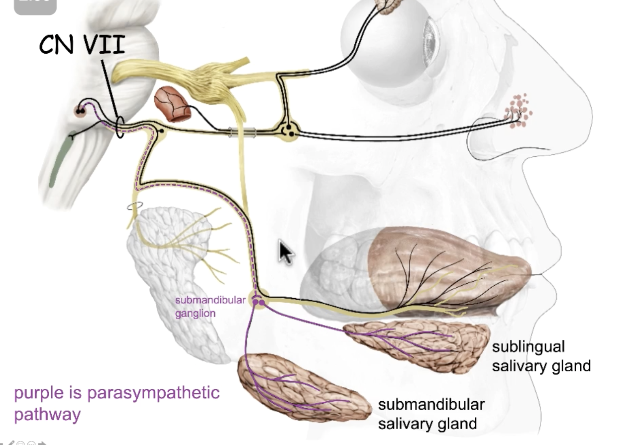 <p>submandibular ganglion</p>