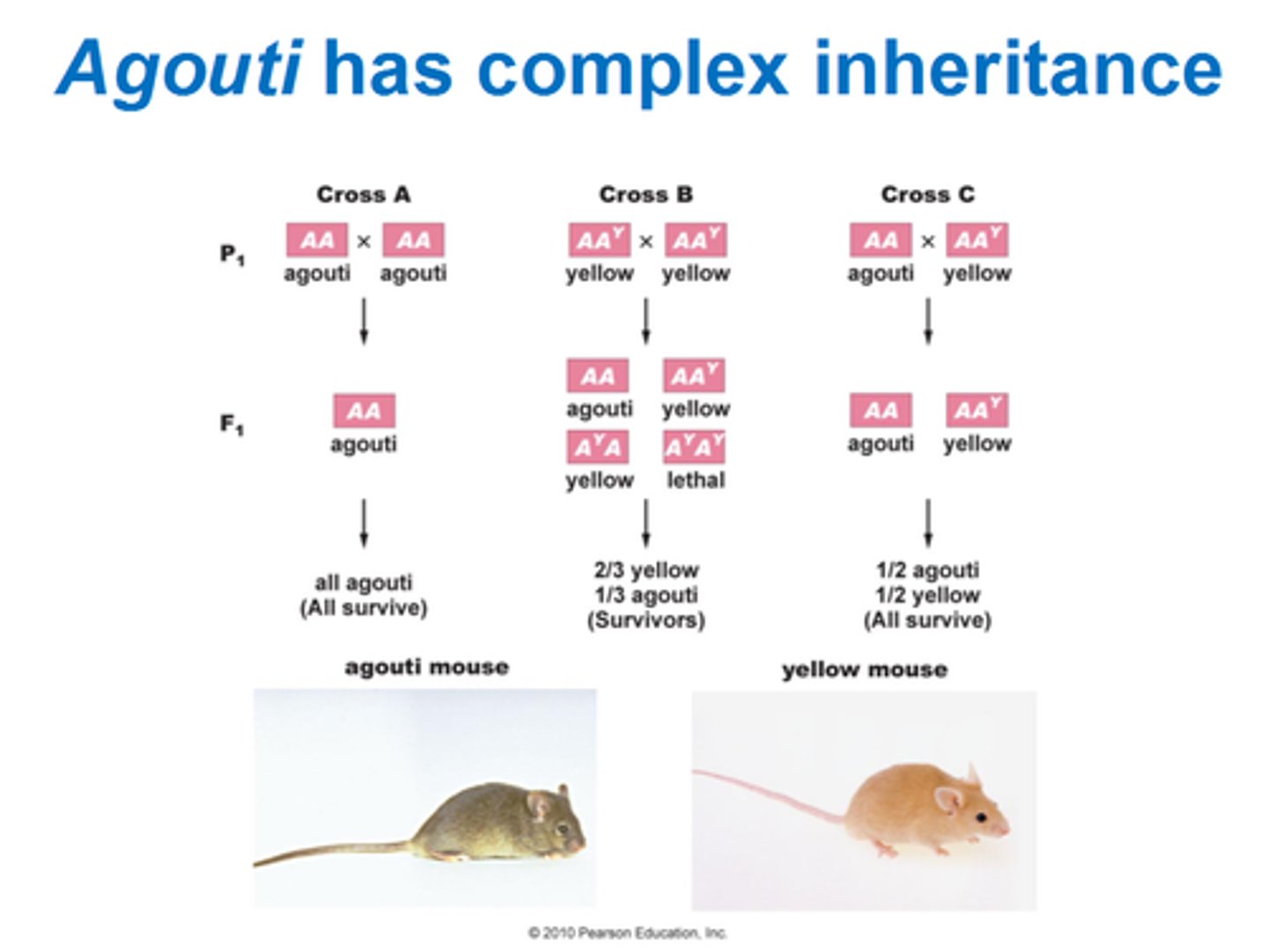 <p>regulated by a hair cycle-specific promoter during development</p><p>- time-specific</p><p>- tissue specific (hair follicles)</p>
