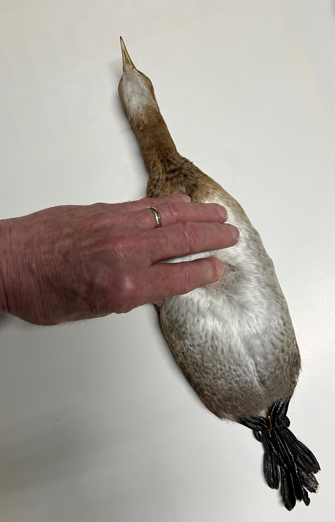 <p>Common name:</p><p>Genus and species:</p><p>Family:</p><p>Order:</p><p>Alpha Code:</p>