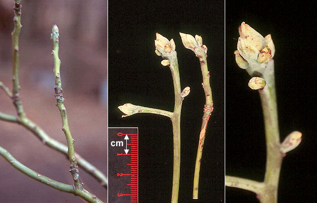 <p>Sassafras (winter)</p>