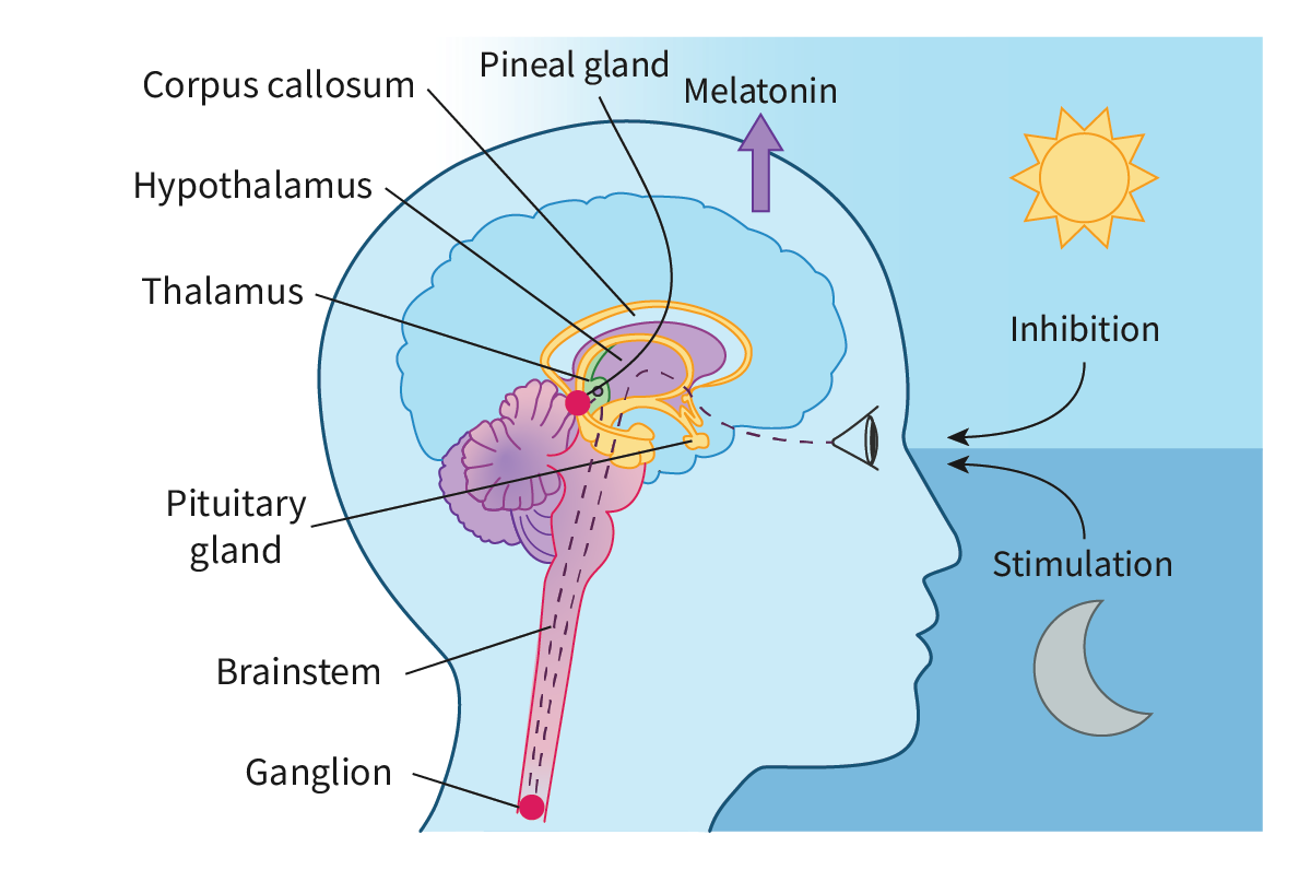 <ul><li><p><span>Changes in the levels of light are detected by the photoreceptors of the eye.</span></p></li><li><p><span>This is conveyed to the principal circadian clock of the body, a small structure located in the hypothalamus.</span></p></li><li><p><span>During the day, the circadian clock detects the high levels of light and ‘instructs’ the pineal gland to reduce the secretion of melatonin, whereas at night, the reverse happens.</span></p></li><li><p><span>The rise in melatonin level leads to the body’s preparation for sleep, with a lowering of the core temperature and hence, melatonin is often called the sleep hormone.</span></p></li></ul><p></p>