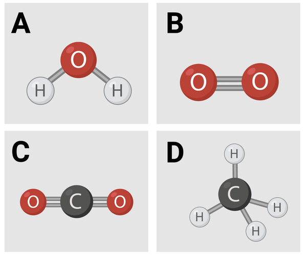<p>Which molecules are polar or have polar regions? Select <strong>all</strong> that apply. &nbsp;<br>&nbsp;</p><ul><li><p><span>a. Image A</span></p><p><span>b. Image B</span></p><p></p></li><li><p><span>c. Image C</span></p><p></p></li><li><p><span>d. Image D</span></p></li></ul><p></p>