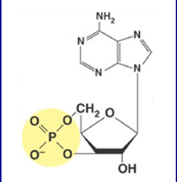<p>second messenger that is derived from ATP</p>