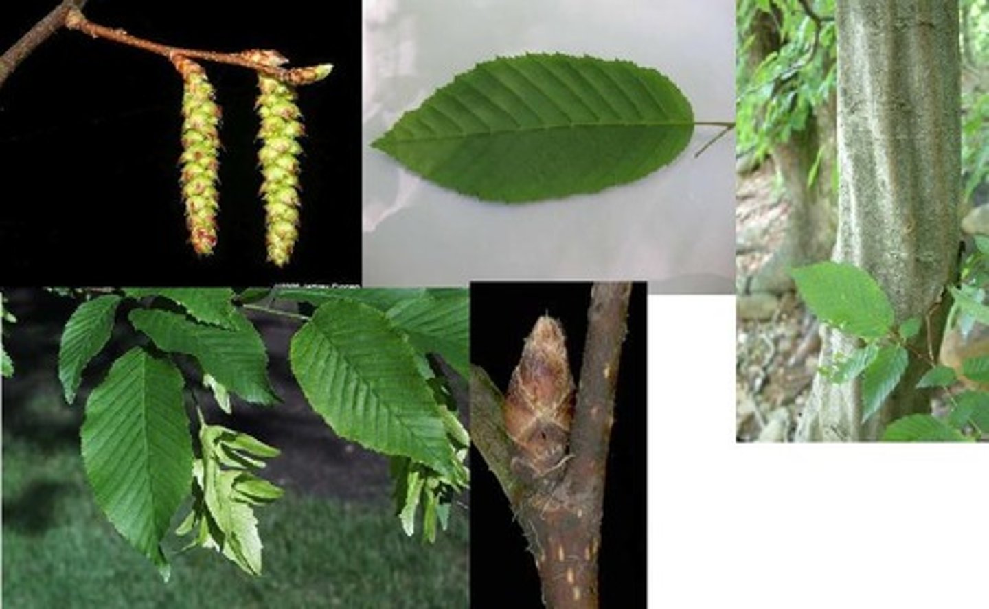 <p>dimple, alternate, doubly serrate, teethed; zig zag twigs, nutlets in catkin</p>