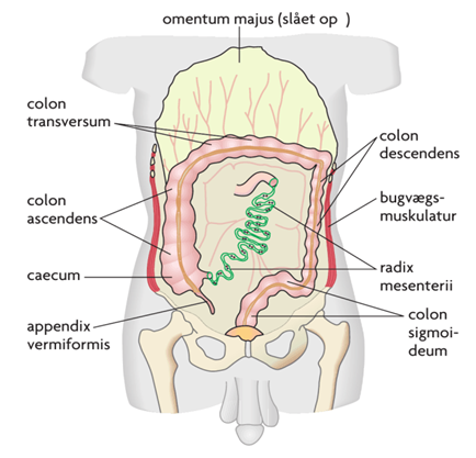 *Topografi og relationer*
Bagud: 
Bagerste bugvæg, aorta, v. cava, infrapapillære del af duodenum, pancreas, venstre nyre, og colon descendens

Fortil: 
Dækket af omentum majus

Mod venstre: 
Venstre nyres forflade, nederste del af pancreas og dækker samtidig colon descendens. 

Mod højre: 
Colon ascendens. 

Opadtil: 
Colon transversum og mesocolon transversum (intercoliske rum). 

Nedadtil: 
Bækkenviscera.