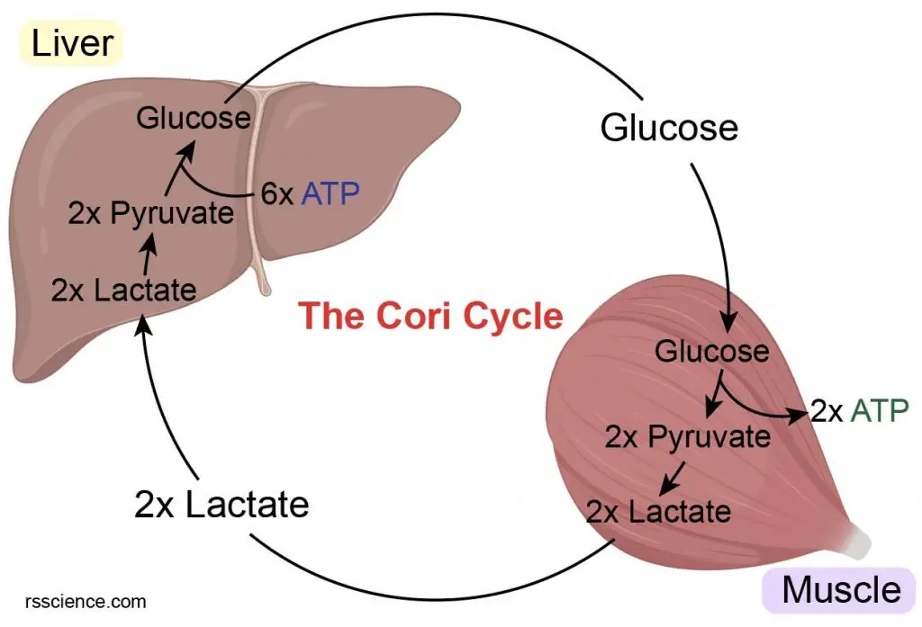 <p>Liver: lactate → pyruvate  → glucose</p><p>Muscle: glucose → pyruvate → lactate</p>