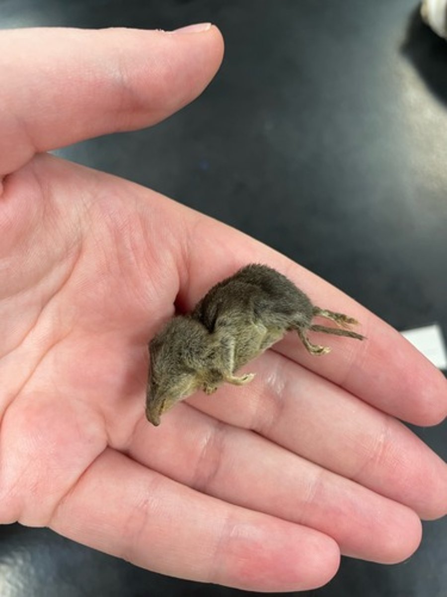 <p>Family: Soricidae</p><p>Genus & Species: Cryptotis parva</p>