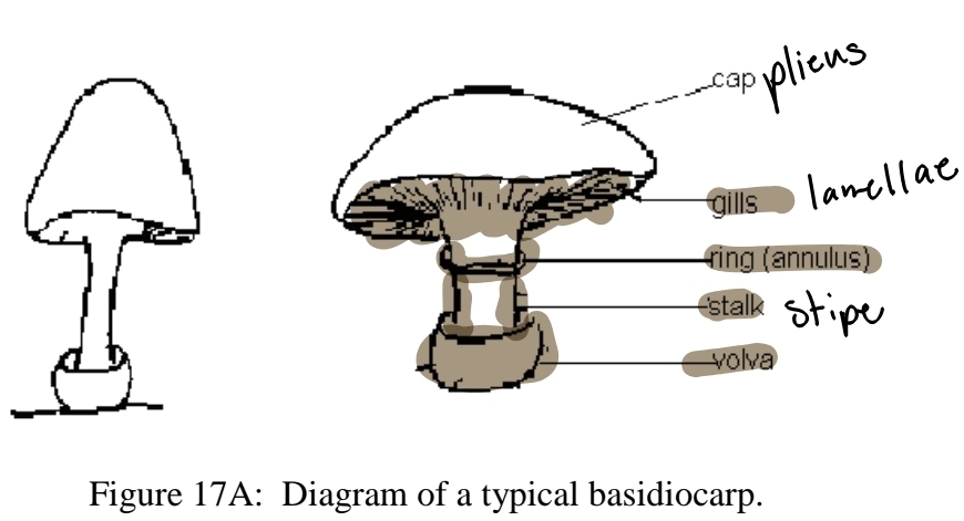 <p>basdiocarp consists of..</p>