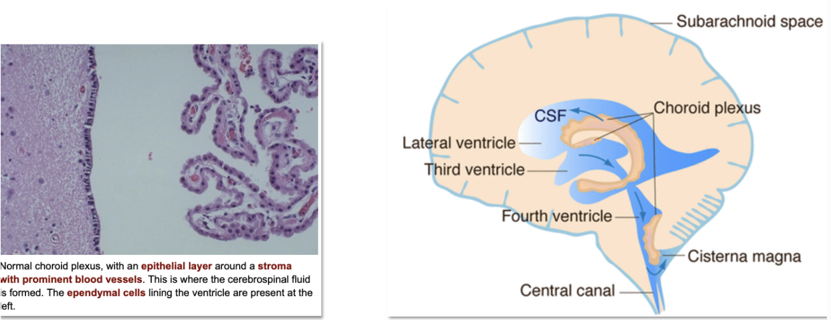 <p>ependymal cells </p>