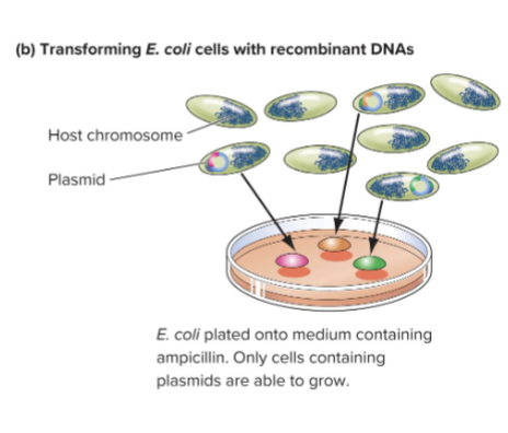 <ul><li><p>Transformation: process by which cell or organism takes up foreign DNA</p></li><li><p>In E.coli only 0.1% of cells will be transformed with plasmid</p></li><li><p>Only cells with plasmid will grow on media with ampicillin</p></li><li><p>Each cell with plasmid will produce a colony on agar plate, millions of identical plasmids in colony are a DNA clone</p></li></ul><p></p>