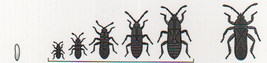 <p>Egg —> nymph —> adult</p>