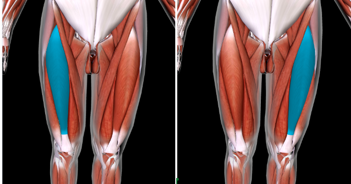 <p>Function: <strong>EXTEND LEG at KNEE</strong></p><p>Origin: <strong>ANTERIOR INFERIOR ILIAC SPINE of ILIUM </strong></p><p>Insertion: <strong>PATELLA TIBIAL TUBEROSITY of TIBIA </strong></p>