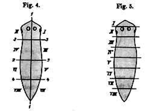 <p>Some cells live as long as the organism itself.</p><p style="text-align: left">Others replaced continously</p><p style="text-align: left">Again others reformed after injury</p><p style="text-align: left"></p><p style="text-align: left">Possibility of the fully developed organism to replace organs or appendages by growth or repatterning</p><p>•<strong>NOT</strong> linked to complexity of the organism</p><p>•</p><p>•</p><p>•</p><p>•</p><p>•</p><p>•</p><p>•Morphallaxis - repatterning instead of new</p><p>Epimorphosis</p><p></p><p>If you look at an organism like us humans, some cells in the body were generated during embryogenesis and are still present in the adult body eg&nbsp; many neurons and possibly heart muscle. So if you get a century old some cells in&nbsp; your body may also be a century old, which I think is quite amazing!! Other cells are continuously generated from stem cells, like blood and epithelia like your gut and your skin. Certain other cells relatively stable like muscle fibres, but can be regenerated when tissue is damaged. In this lecture we will look at a phenomenon which is related to this replacement: regeneration in adult organisms.</p><p style="text-align: left">Regeneration is usually interpreted as the posibility of the fully developed organism to replace organs by growth of repatterning of existing tissue. Some organisms have remarkable powers of regeneration. For instance flatworms, starfish and hydra can regenerate an entire organism form a fragment&nbsp; of their body.&nbsp; In the case of flatworms 1/8th of animal can regenerate an entire flatworm again</p><p style="text-align: left"></p><p style="text-align: left">An important question is why certain organisms can regenerate tissues whereas others cannot. A closer look indicates that this capacity is not linked to the complexity of the organism in question. Simple rotifers and nematodes do not have regenerative powers whatsoever. In contrast certain “complex” vertebrates like newts can regenerate surprisingly well.</p><p style="text-align: left"></p><p style="text-align: left">We wil look at the two different types of regeneration that can occur. Morphallaxis (repatterning without growth), and Epimorphosis (regeneration by regrowth). The difference between the two types is illustrated above using the french flag as an example.</p><p></p>