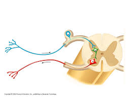 <p>Label the parts of the reflex arc diagram.</p>