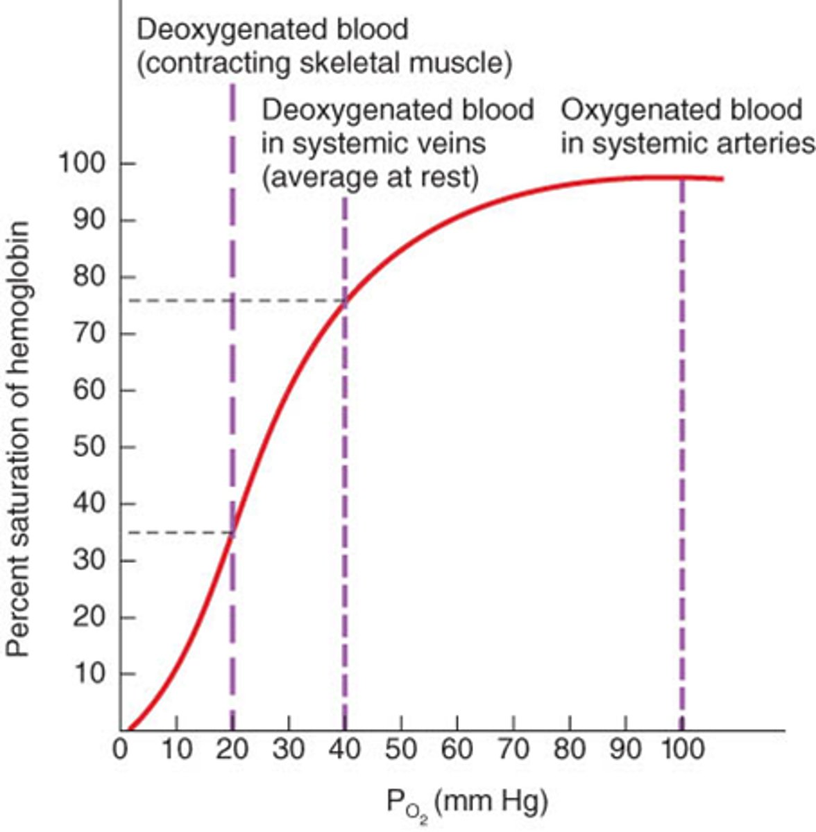 <p>● Saturation of haemoglobin with oxygen (in %), plotted against partial pressure of oxygen (in kPa).</p><p>● Curves further to the left show the haemoglobin has a higher affinity for oxygen.</p>