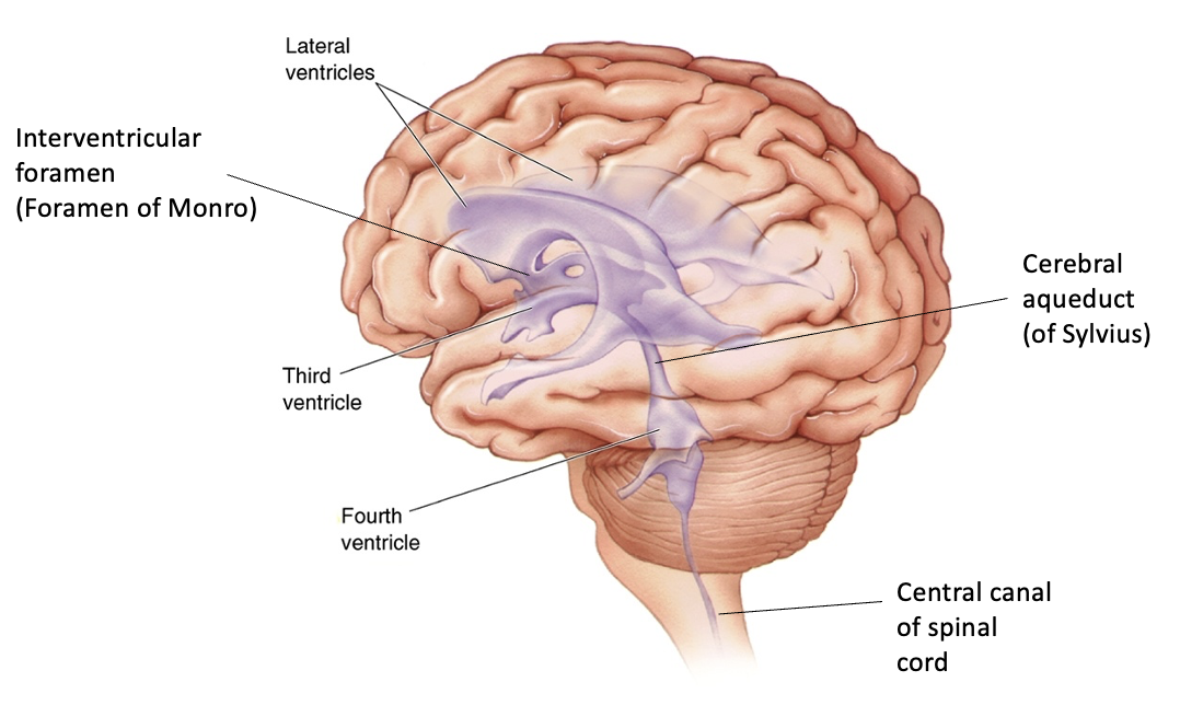 <p>ventricles and CSF</p>