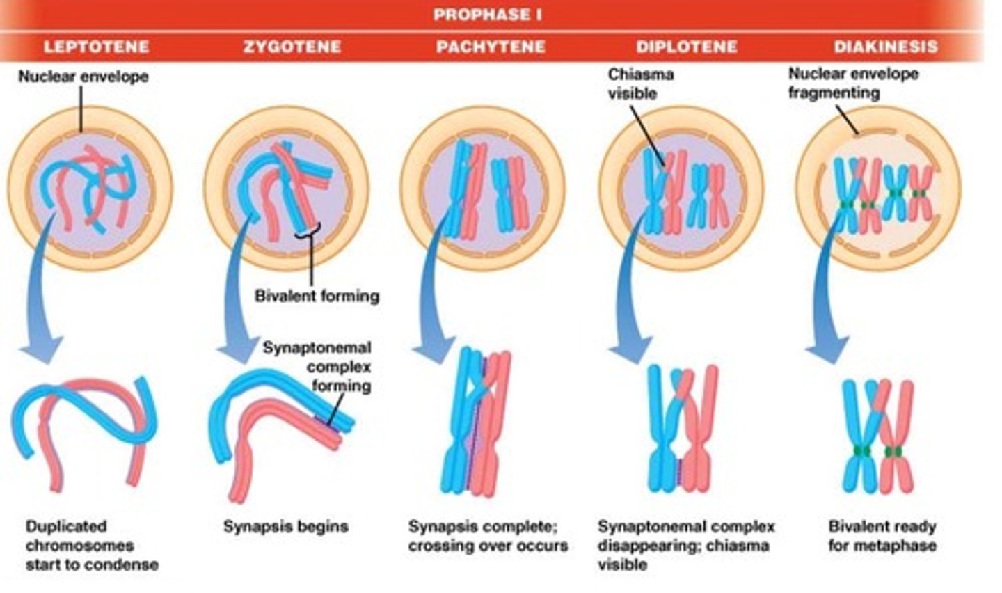 <p>- tijdens Pachyteen van de profase I</p><p>- wanneer de synapsis volledig klaar is, start de crossing over (aan de hand van homologe recombinantie geïnitieerd door ds-breuken in DNA) ->zie hoofdstuk 17 :(</p>