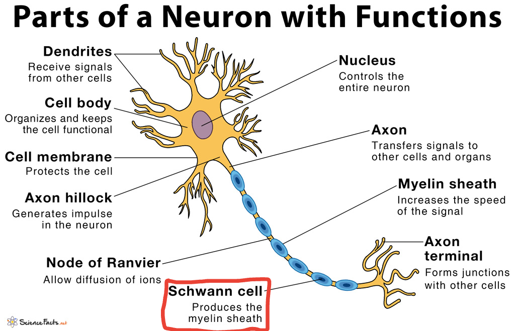 <p>A type of glial cells that provide nutrition and protection for the neurons</p>